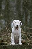 DOGUE ARGENTIN 317
